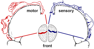 SensorimotorAreas.PNG